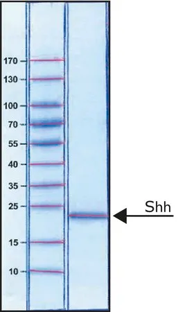 Sigma-Aldrich Sonic Hedgehog Peptide from mouse，≥97%（SDS-PAGE），重组，在大肠杆菌中表达，在C端融合至组氨酸标签，冻干粉