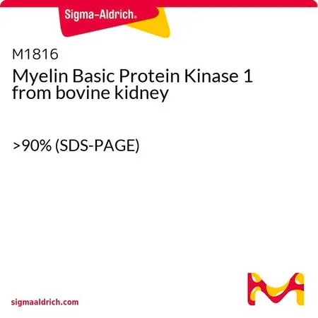 Sigma-Aldrich Myelin Basic Protein Kinase 1 from bovine kidney，>90%（SDS-PAGE）