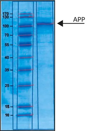 Sigma-Aldrich 分泌的淀粉样前体蛋白α 人，>90%（SDS-PAGE），重组，在大肠杆菌中表达（N-末端组氨酸标记），缓冲水溶液
