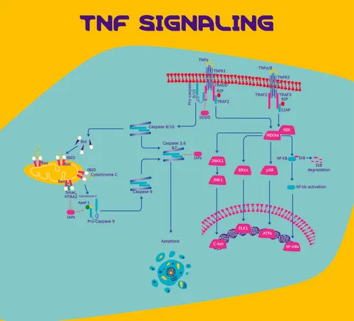 Sigma-Aldrich Tumor Necrosis Factor Soluble Receptor I (TNF sRI) from mouse,>97%(SDS-PAGE),重组,在大肠杆菌中表达,冻干粉末,适用于细胞培养