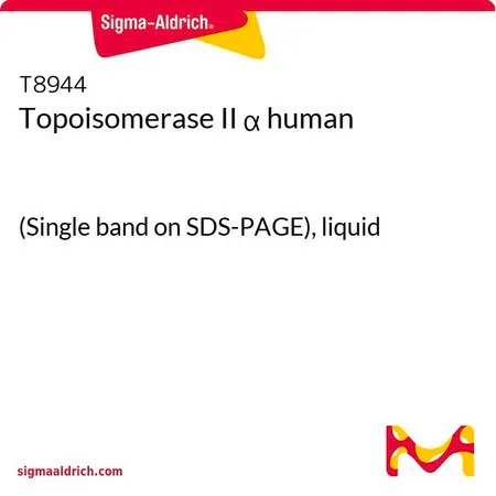 Sigma-Aldrich 拓扑异构酶 Ⅱα 人,(SDS-PAGE上的单一条带),液体