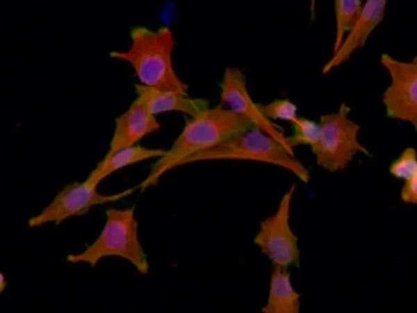 Sigma-Aldrich Actin/Tubulin Staining Kit,100次检测,含有Phalloidin-FITC和抗α-Tubulin抗体