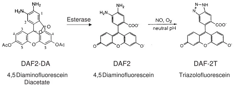 Sigma-Aldrich 4,5-二氨基荧光素二乙酸酯 溶液，5 mM DMSO溶液，≥97%（HPLC法）