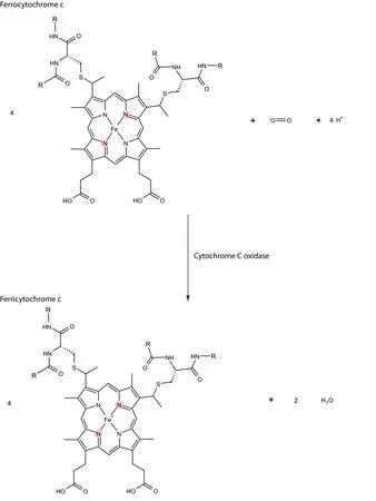 Sigma-Aldrich 细胞色素c氧化酶 来源于牛心脏,5 mg蛋白质/mL