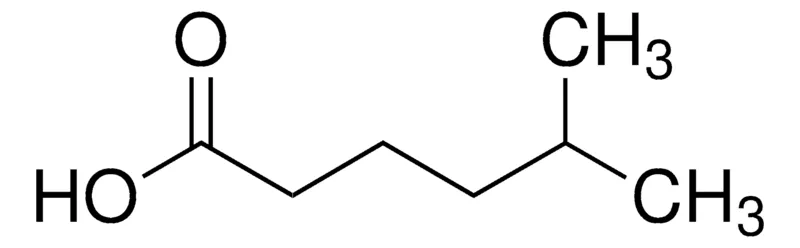 Sigma-Aldrich 5-Methylhexanoic acid,AldrichCPR