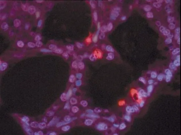 Sigma-Aldrich ApopTag TdT酶,ApopTag末端脱氧核苷酸转移酶(TdT)是一种重组酶,旨在用于在凋亡细胞检测期间标记片段化DNA的3 '-OH末端。