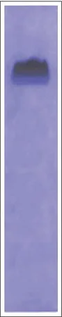 Sigma-Aldrich β-酪蛋白 来源于牛奶，BioUltra，≥98%（PAGE）