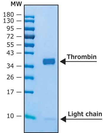 Sigma-Aldrich 凝血酶 人,BioUltra,重组,在HEK 293细胞中表达,水溶液,≥95%(SDS-PAGE)