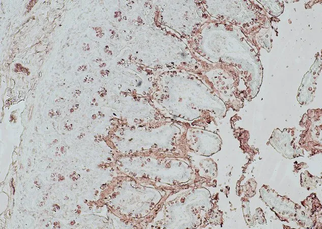 Sigma-Aldrich Mucin Probe, StcE，生物素和FLAG®标记，粉末
