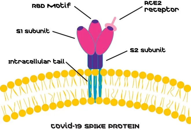 Sigma-Aldrich SARS-CoV-2 Receptor Binding Domain,生物素标记的刺突蛋白RBD重组体,在HEK 293细胞中表达