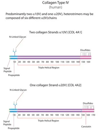 Sigma-Aldrich 胶原 来源于人类胎盘，从人胎盘中提取粉末