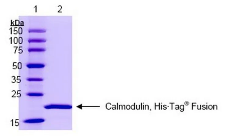 Sigma-Aldrich Calmodulin, His•Tag® Human, Recombinant,Calmodulin,His·Tag Human,Recombinant,是一种全长的重组人钙调素,在N端融合了His·Tag序列,包含4个功能性钙结合位点。