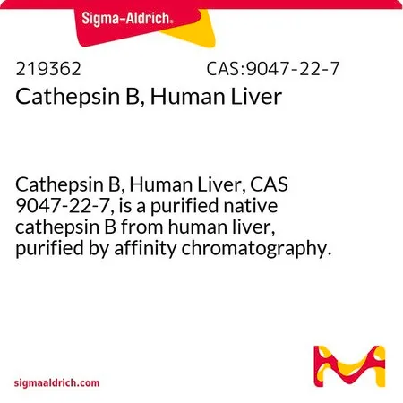 Sigma-Aldrich 组织蛋白酶B,来源于人肝脏,组织蛋白酶B,人肝,CAS 9047-22-7,是一种从人肝中纯化的天然组织蛋白酶B,经亲和层析纯化。在许多类型的肿瘤中上调。