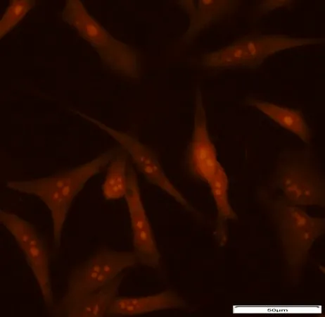 Sigma-Aldrich BioTracker™ rRNA Live Cell Probe,核糖体RNA和细胞核仁的荧光检测