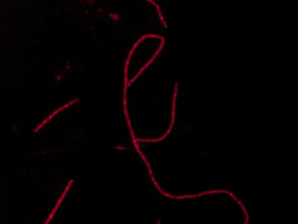 Sigma-Aldrich Rhodamine B labeled Ramoplanin,用于荧光微生物成像