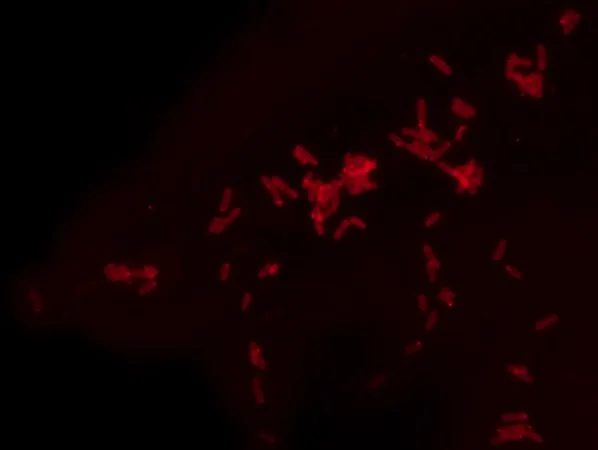 Sigma-Aldrich Rhodamine B labeled Polymyxin B Ready Made Solution,对于荧光微生物成像,1.1 mg/mL水溶液