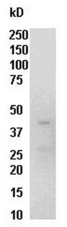 Sigma-Aldrich Raf-1 RBD Protein, GST, 300 µg