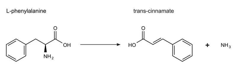 Sigma-Aldrich 苯丙氨酸氨裂解酶 来源于粘红酵母,I级,甘油缓冲水溶液,0.8-2.0单位/mg蛋白
