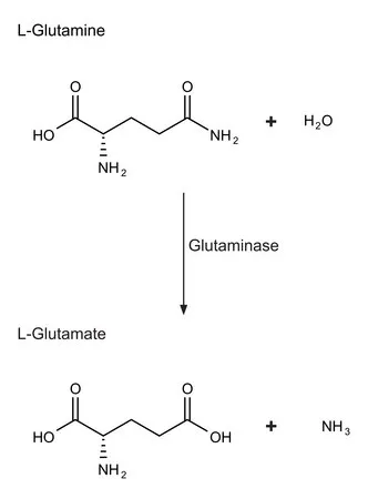 Sigma-Aldrich 谷氨酰胺酶 来源于大肠杆菌,V级,冻干粉,≥50单位/mg蛋白