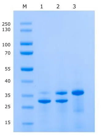 Sigma-Aldrich IceTEV Protease，组氨酸标记的重组蛋白，水溶液