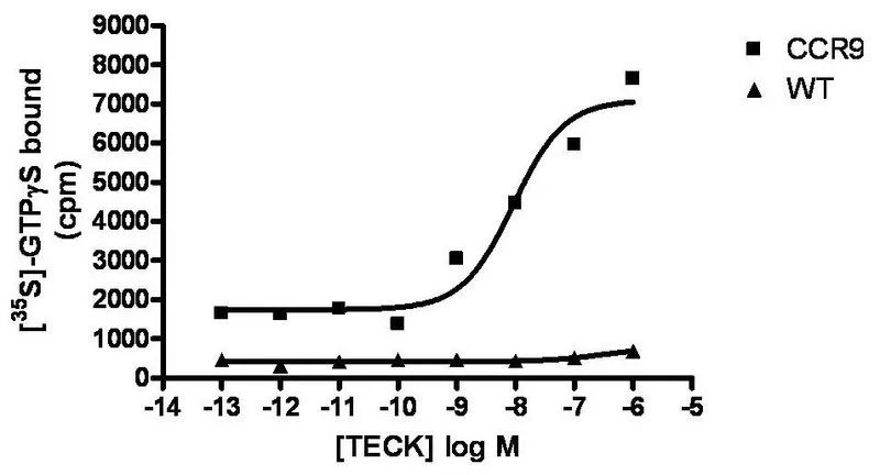 Sigma-Aldrich ChemiSCREEN CCR9 Membrane Preparation,用于GTPγS结合和放射性配体结合测定的人CCR 9 GPCR膜制备。