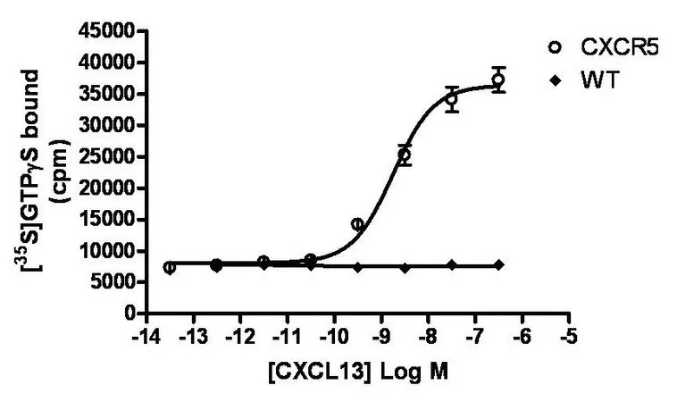 Sigma-Aldrich ChemiSCREEN Membrane Preparation Recombinant Human CXCR5 Chemokine Receptor,用于放射性配体结合试验和GTPγS结合的人CXCR 5 GPCR膜制备。
