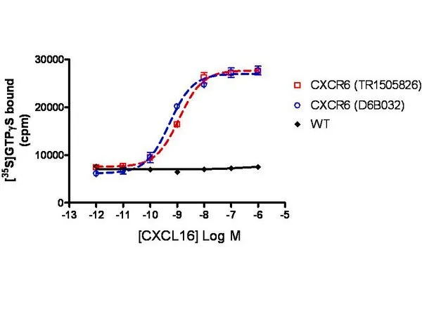 Sigma-Aldrich ChemiScreen CXCR6 Membrane Preparation,用于放射性配体结合试验和GTPγS结合的人CXCR 6 GPCR膜制备。