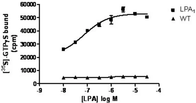 Sigma-Aldrich ChemiSCREEN Membrane Preparation Recombinant Human LPA1 Lysophospholipid Receptor,用于GTP γ S结合试验的人LPA1/EDG2 GPCR膜制备。