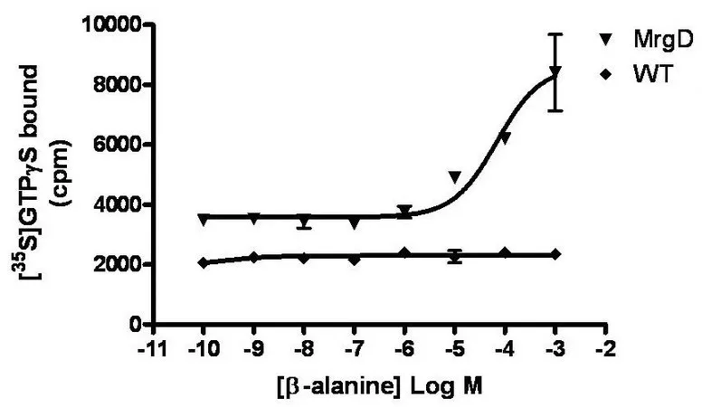 Sigma-Aldrich ChemiSCREEN Membrane Preparation Recombinant Human MrgD Mas-Related Gene Family Receptor,用于放射性配体结合试验和GTP γ S结合的人MRGPRD/MrgD GPCR膜制备。