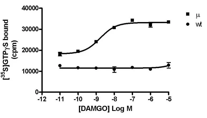 Sigma-Aldrich CHEMISCREEN MEMBRANE PREPARATION RECOMBINANT HUMAN µ (Mu) OPIOID RECEPTOR,人Mu/OP 3/MOP/莫尔GPCR膜制备,用于GTP γ S结合和放射性配体结合试验。