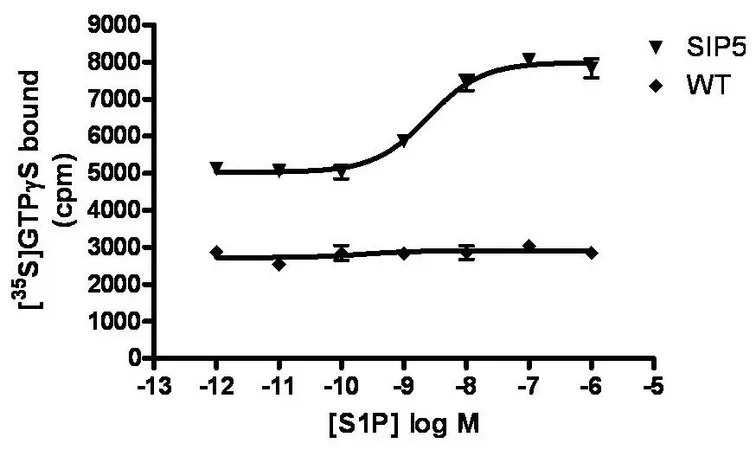 Sigma-Aldrich ChemiSCREEN Membrane Preparation Recombinant Human S1P5 Lysophospholipid Receptor,用于放射性配体结合试验和GTP γ S结合的人S1P5/EDG8 GPCR膜制备。