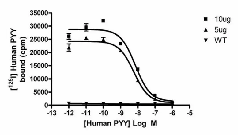 Sigma-Aldrich ChemiSCREEN Human Y 2 Neuropeptide Receptor Membrane Preparation,用于放射性配体结合试验和GTPγS结合的人Y2 GPCR膜制备。