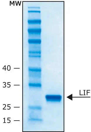 Sigma-Aldrich 白血病抑制因子 人,≥95%(SDS-PAGE),重组,在大肠杆菌中表达,缓冲水溶液,适用于细胞培养
