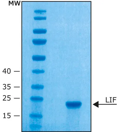 Sigma-Aldrich 白血病抑制因子 来源于小鼠,≥95%(SDS-PAGE),重组,在大肠杆菌中表达,缓冲水溶液,适用于细胞培养