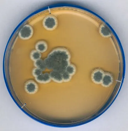 默克 沙氏葡萄糖琼脂，乳酸菌，Tween®，组氨酸，硫代硫酸盐，盖，ICR plus;可锁定，平板直径90 mm，无菌; γ辐照，20和120个平板的三重包装