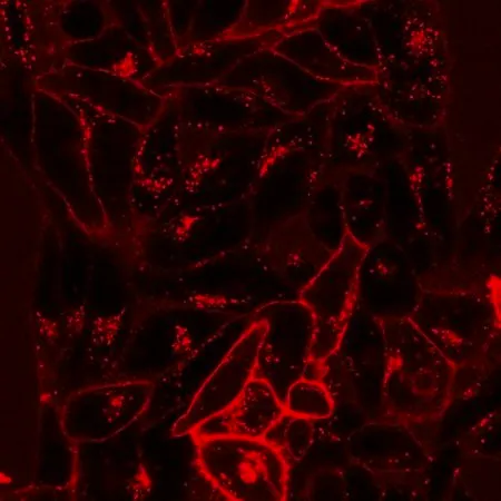 Sigma-Aldrich BioTracker NIR750 Cytoplasmic Membrane Dye,活细胞成像亲脂性碳菁膜染料,适用于长期荧光细胞标记和细胞跟踪研究。