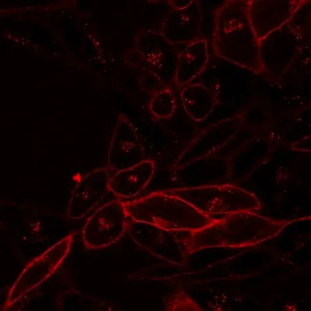 Sigma-Aldrich BioTracker NIR790 Cytoplasmic Membrane Dye,活细胞成像亲脂性碳菁膜染料,适用于长期荧光细胞标记和细胞跟踪研究。