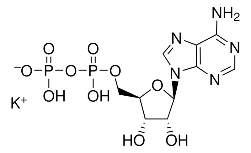 默克密理博 腺苷 5′-二磷酸 单钾盐 二水合物,M.W. 501.3(二水合物)。