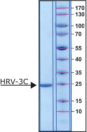 Sigma-Aldrich HRV-3C 蛋白酶,N-末端His标记的重组蛋白,水溶液,0.8-1.2 mg/mL