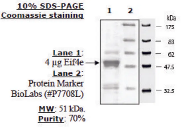 Sigma-Aldrich eIF4E Active human,N-末端GST-标签,重组,在大肠杆菌中表达,≥70%(SDS-PAGE)