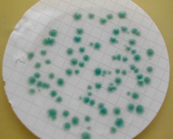 默克密理博 CP ChromoSelect 琼脂,NutriSelect® Basic,粉末,对产气荚膜梭菌有选择性,每包250 g,适用于微生物学