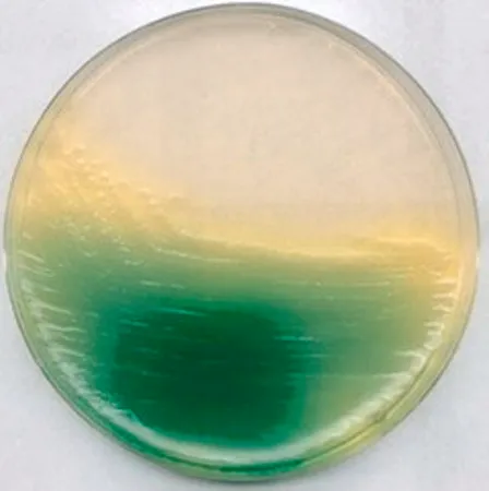 默克密理博 King 琼脂 B，NutriSelect® Basic，根据ISO 16266：2006，粉末，对假单胞菌属无选择性和鉴别性，500 g包装，适用于微生物学