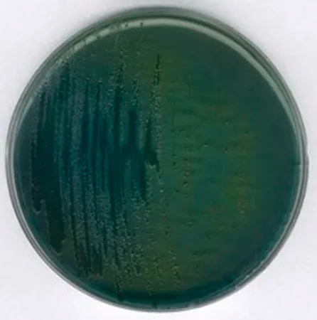 默克密理博 TCBS 琼脂，NutriSelect® Plus，根据ISO 21872，粉末，用于霍乱弧菌，用于弧菌属，500 g包装