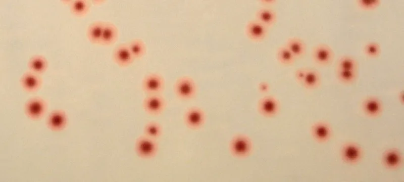 默克密理博 无血弯曲杆菌肉汤,NutriSelect® Plus,粉末,最终pH 7.4±0.2(25 ° C),瓶装500 g,非无菌,适用于微生物学