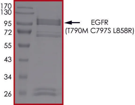 Sigma-Aldrich EGFR (T790M C797S L858R), Active，PRECISIO ®激酶，重组