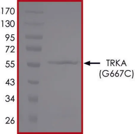 Sigma-Aldrich TRKA (G667C), Active,PRECISIO®激酶,重组