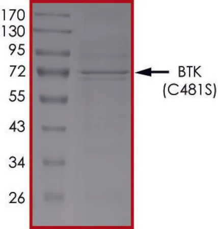 Sigma-Aldrich BTK (C481S), Active,PRECISIO®激酶,重组