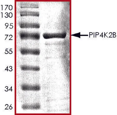 Sigma-Aldrich PIP4K2B, Active,PRECISIO®激酶,重组