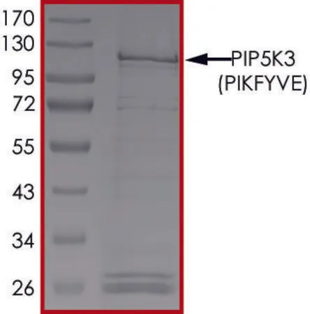 Sigma-Aldrich PIP5K3 (PIKFYVE), Active,PRECISIO®激酶,重组