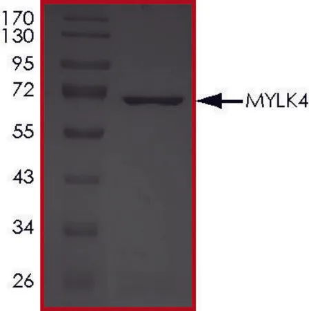 Sigma-Aldrich MYLK4, Active,PRECISIO®激酶,重组